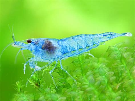 Blue Jelly Shrimp Aquarium Directory