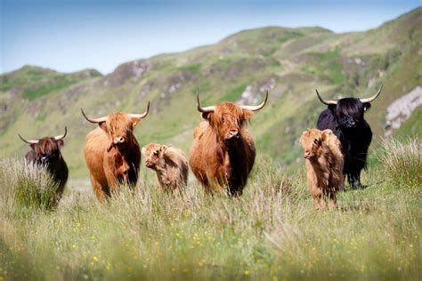 Highland Cattle Breeding — Highland Cattle Society