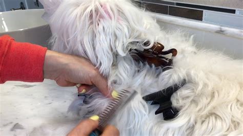 If you take your pooch everywhere you go but you can't stand the sight of pet hair any. Remove Tangled and Matted Hair (Dematting) - Dog Pet ...