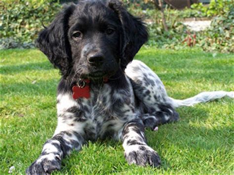 As such, some amateur breeders/people breed from a dam far too often, so they can make a quick profit without caring for the welfare of the puppies, their dam or the breed in general. Large Munsterlander Daily Dog: "Munsterlander puppy abroad"