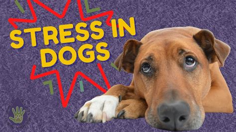 How To Deal With Stress In Dogs Using Essential Oils