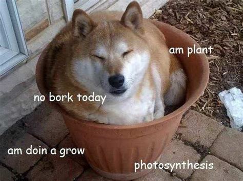 19 Ridiculous Shiba Inu Memes Cuteness