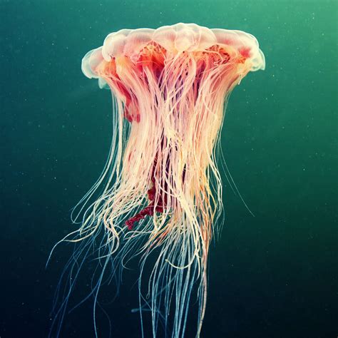 Amazing Jellyfish Photos By Alexander Semenov Bored Panda