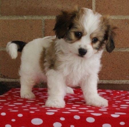 As a cross between the cavalier king. Cavachon Puppies near Tennessee within 200 miles | Petzlover