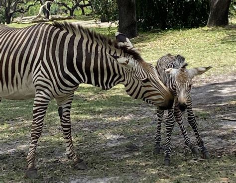 Animal Kingdom Baby Zebra Welcomed To The Savanna Mickeyparknews
