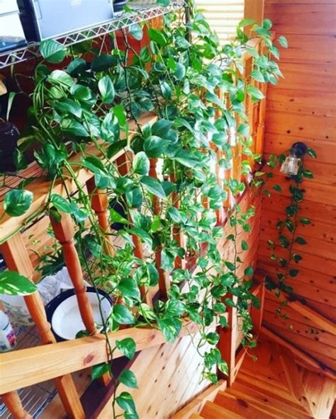 Best Indoor Vines And Climbers You Can Grow India Gardening