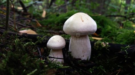 Two White Wild Mushrooms In A Moss Stock Photo Image Of Death Grass