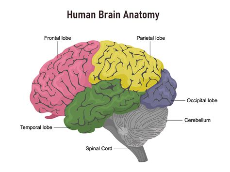 Brain Anatomy And How The Brain Works Cohaitungchi Tech
