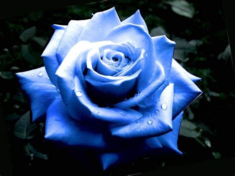 Blue Roses You Are Watching The Blue Rose Flowers Beautiful Blue