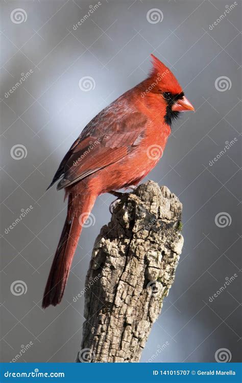 Male Northern Cardinal Perched On A Tree Branch Stock Image Image Of