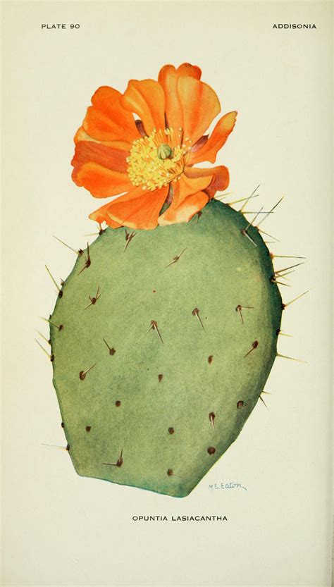 Pin By Lacey On Arrive Austin Field Guide Botanical Art Cactus Art