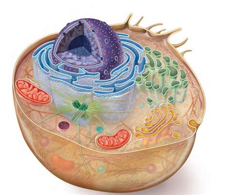 Estructura De La Celula Eucariota Animal Images