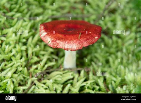 Russula Mushroom In The Forest In Scotland Bright Red Colored Fungi