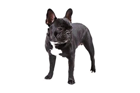  French Bulldog PNG Transparent Images | PNG All