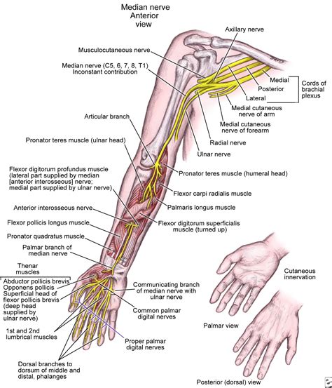 Median Nerve Entrapment Background Anatomy Pathophysiology Median