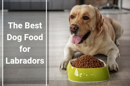 These are the best quality dog food you can get in india. 5 Best Puppy Foods For Labs 2019 | Therapy Pet