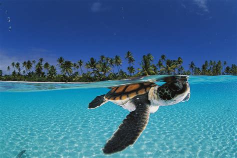 A Baby Green Sea Turtle Swimming Photograph By David Doubilet