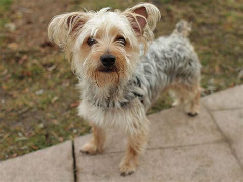 Unnamed Yorkshire Terrier Mix