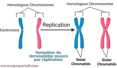Chromatides Soeurs Définition Et Explications