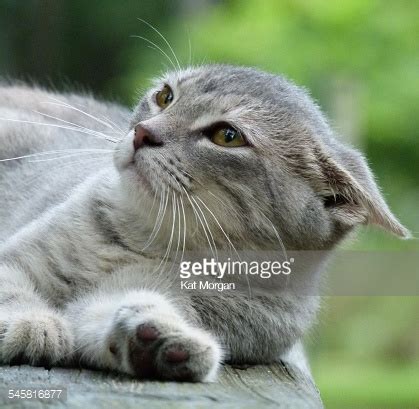 Are you searching for cat ear png images or vector? Close Up Of Gray Tabby Cat With Ears Pinned Back Laying On ...