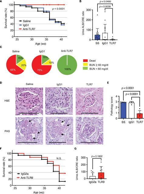 Frontiers Anti Tlr7 Antibody Protects Against Lupus Nephritis In