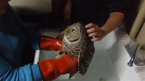Oliver The Owl Gets A Bath Youtube