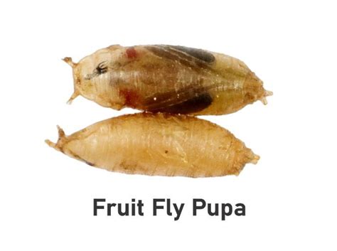 Fruit Fly Life Cycle With Pictures How Long Does It Last PestWeek Fruit Flies Fruit Life