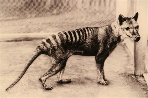 People Have Reportedly Spotted The Tasmanian Tiger 80 Years After Its