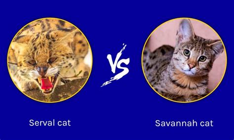Serval Vs Savannah Cat Key Differences And Who Would Win In A Fight