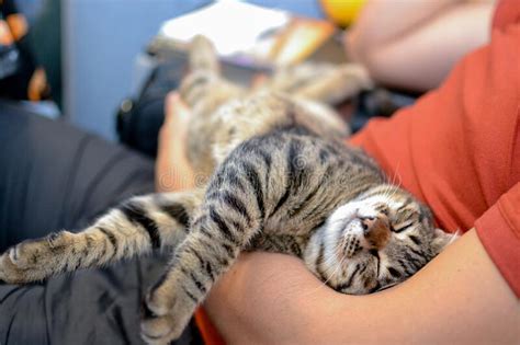 Tabby Contented Cat Lies In The Male Arms Stock Photo Image Of