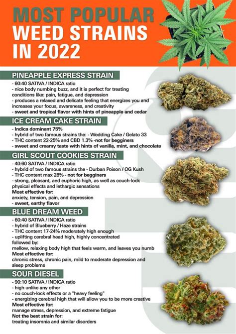 Most Popular Weed Strains 2022 Guide