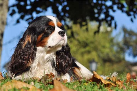 What Is A Cavalier King Charles Spaniels Lifespan Health Overview