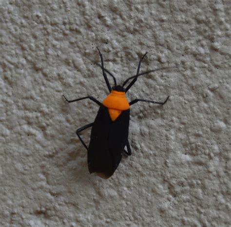 Black Insect With Orange Markings Prepops Insitivus Bugguidenet