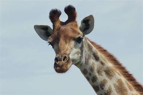 5 Fascinating Giraffe Facts Kariega Game Reserve