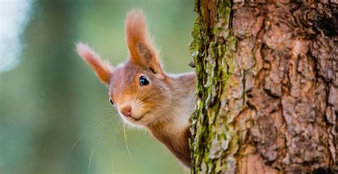 Squirrels In The Uk What They Are Up To When And Why Trendradars