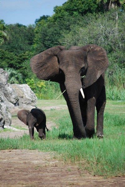 New Baby Elephant At Disneys Animal Kingdom Animal Kingdom Disney