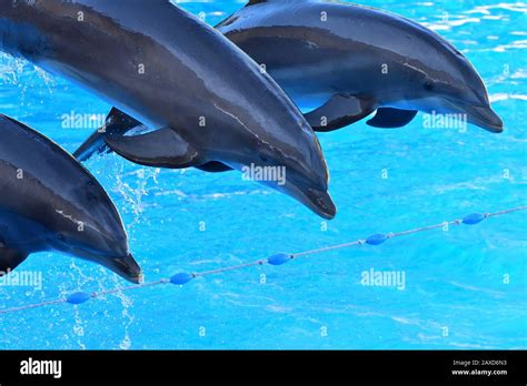 Dolphins Jumping Out Of The Water During A Dolphin Show Stock Photo Alamy