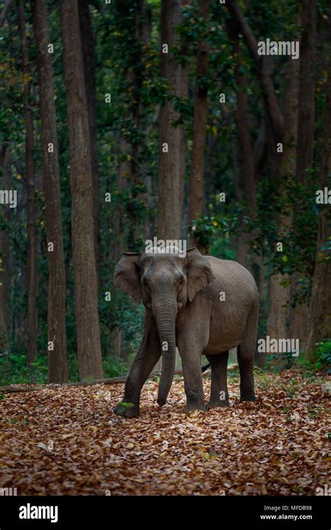 wild elephants- India Stock Photo - Alamy