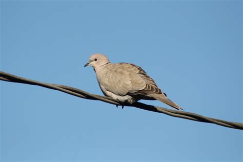 Eurasian Collared Dove Finally Returns Feederwatch