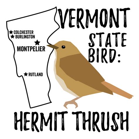 Vermont State Bird Bird Watching Academy