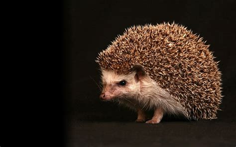 Hd Wallpaper Animals Hedgehogs Animal Themes One Animal Mammal