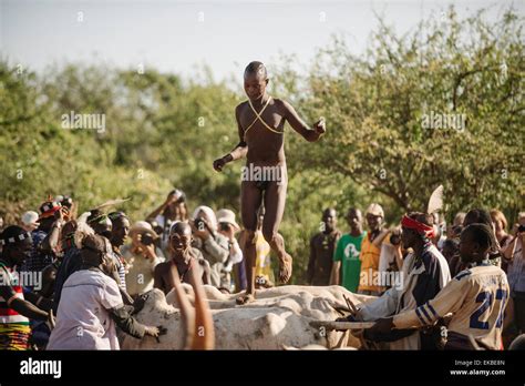 Jumping Of The Bulls Ceremony Hamar Tribe Turmi Omo Valley Ethiopia