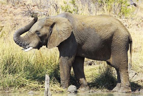 The females travel in small family groups, the males travel alone, except when they are young. African Bush Elephant
