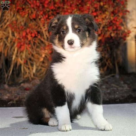 Though dna testing has become more readily available, it is still met with much skepticism on its accuracy. 77+ Miniature Border Collie Puppies For Sale Near Me ...