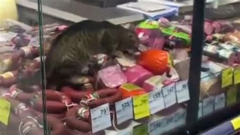 Hungry Cat Breaks Into Supermarket And Sneaks Behind Meat Counter For A