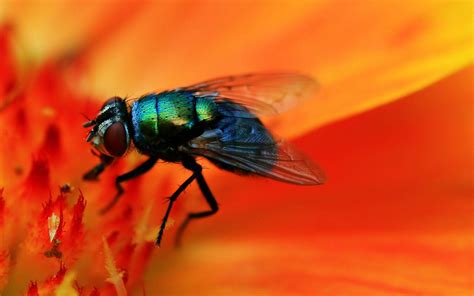 Fly Wallpapers Top Free Fly Backgrounds Wallpaperaccess