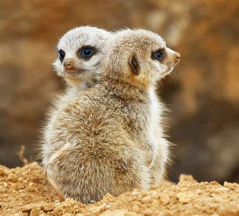 Baby Meerkat Cute Wild Animals Cute Animals Baby Meerkat