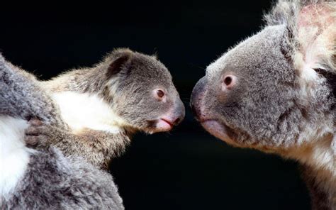Những Hình Nền Gấu Túi Koala đáng Yêu Và Dễ Thương