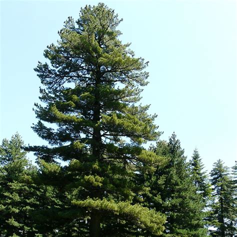 Pin Pinus Arbres Ou Arbustes Persistants Portant Des Aiguilles