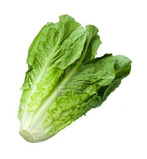 Must Commercially Cleaned Lettuce Still Be Checked Kosher Agency Says